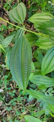 Miconia laevigata