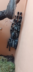 Poecilotheria