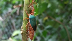 Edessa rufomarginata