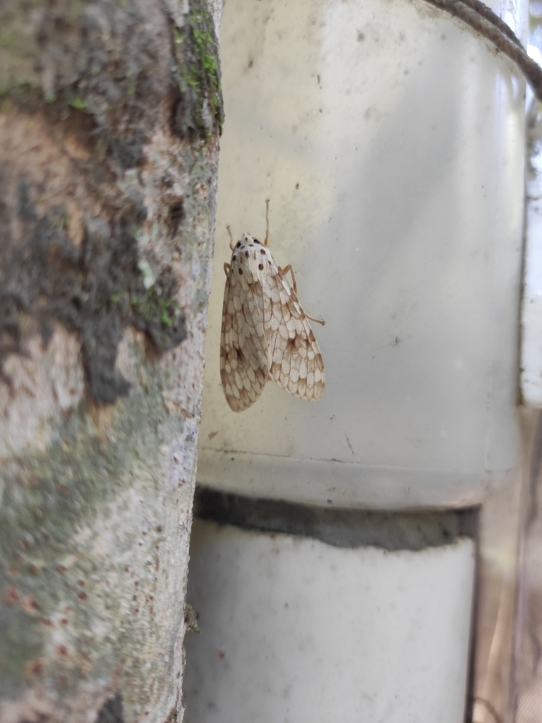 Carales maculicollis