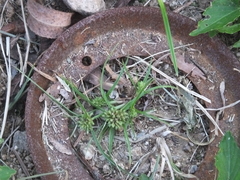 Cyperus nipponicus