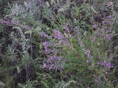 Lespedeza floribunda