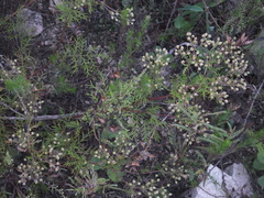 Potentilla chinensis