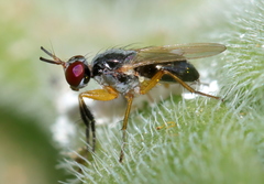 Anaphalantus longicornis