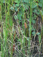 Typha lugdunensis