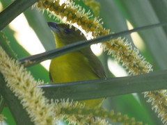 Euphonia laniirostris