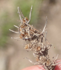 Ifloga glomerata