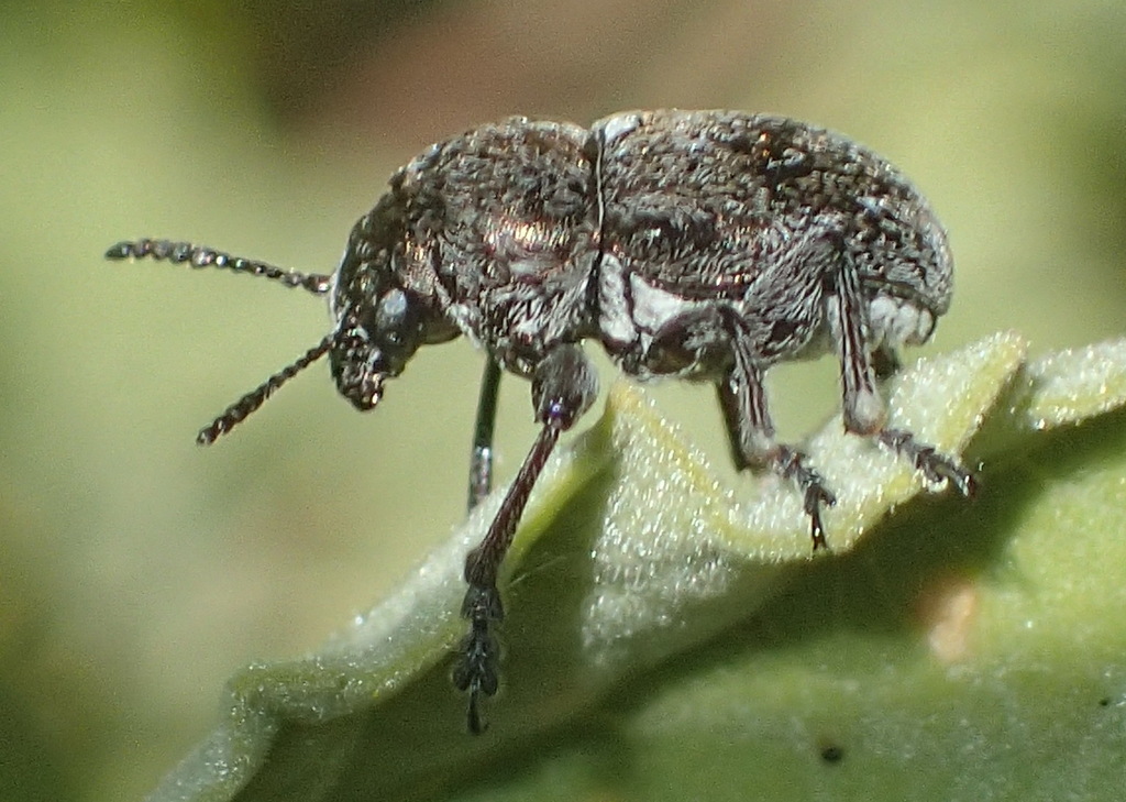 Macetes