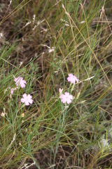 Dianthus pallens