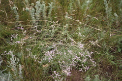 Limonium sareptanum