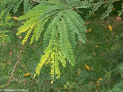 Dalbergia multijuga