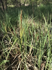 Carex hyalinolepis