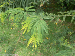 Dalbergia multijuga