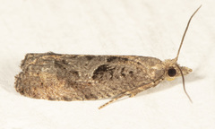 Pelochrista corosana