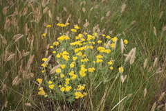 Achillea leptophylla