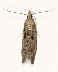 Pelochrista corosana