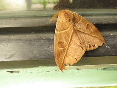 Leucanella nyctimene
