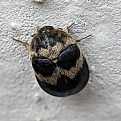 Attagenus