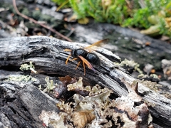 Hypodynerus vespiformis