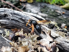 Hypodynerus vespiformis