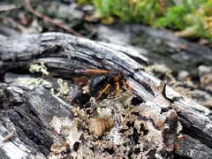 Hypodynerus vespiformis