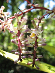 Cordyline murchisoniae