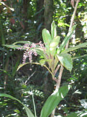 Cordyline murchisoniae