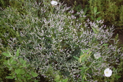 Limonium sareptanum