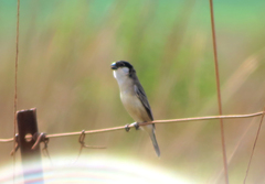 Sporophila pileata
