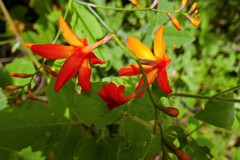 Crocosmia aurea