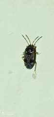 Cryphula affinis