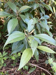 Miconia mirabilis
