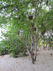 Hippomane mancinella