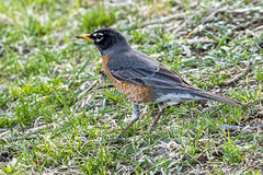 Turdus migratorius