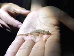 Cnemaspis chanardi