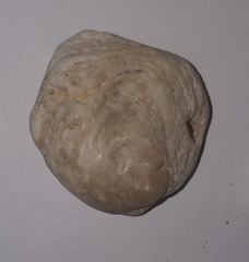 Pseudochama gryphina