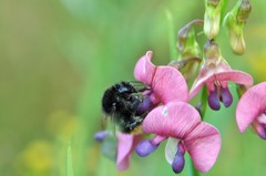 Bombus ruderarius