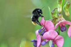 Bombus ruderarius