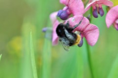 Bombus ruderarius