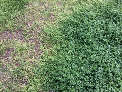 Stellaria