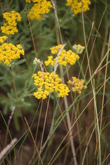 Achillea leptophylla