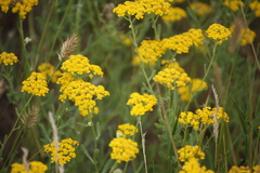 Achillea leptophylla