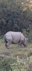 Rhinoceros unicornis