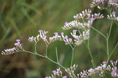 Limonium sareptanum