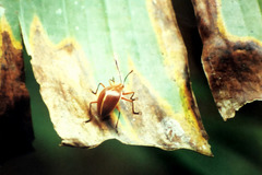 Ellipticus dorbignyi