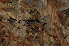 Plethodon teyahalee
