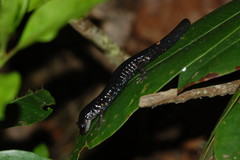 Plethodon teyahalee