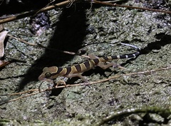 Cyrtodactylus lekaguli