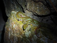 Trimeresurus venustus