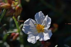 Helianthemum apenninum